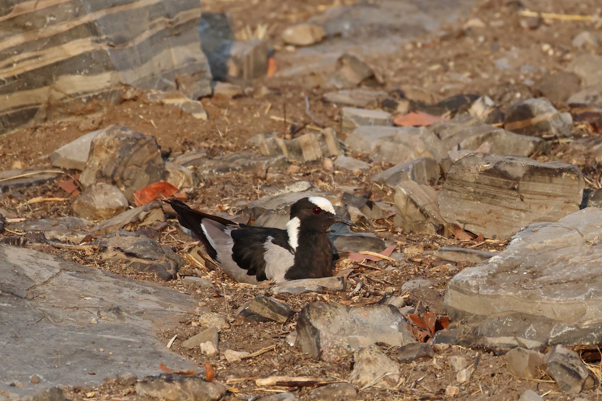 Чайка строката - ML646785392