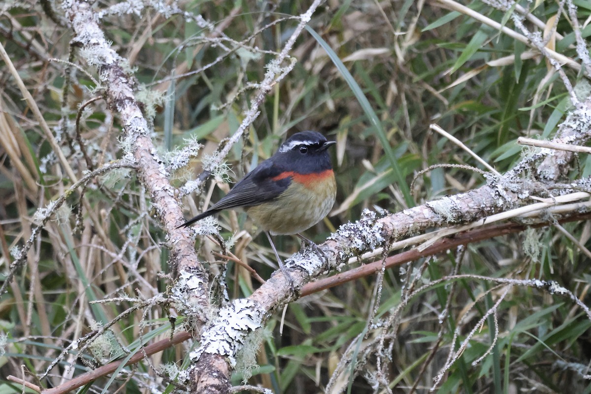 Тайваньская синехвостка - ML646785393