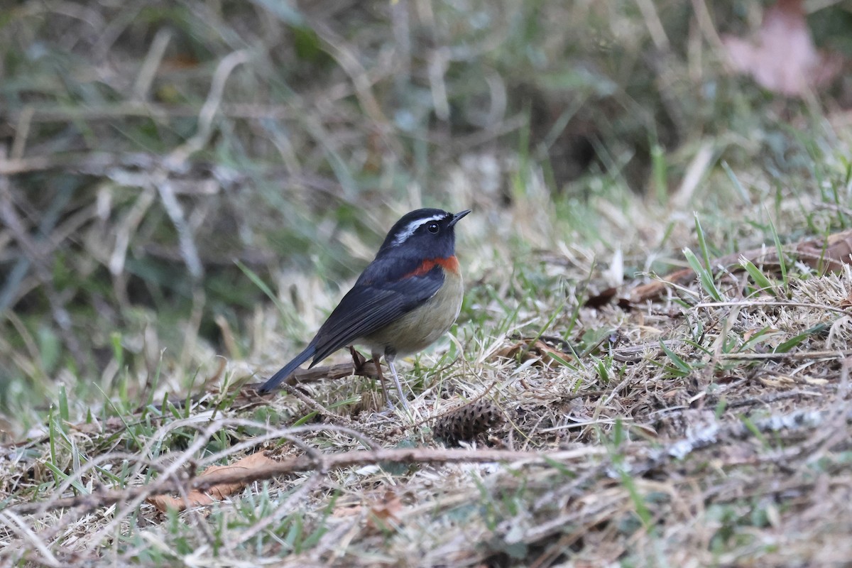 Тайваньская синехвостка - ML646785394