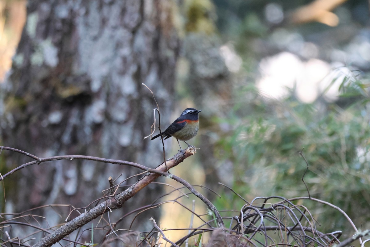 Тайваньская синехвостка - ML646785395