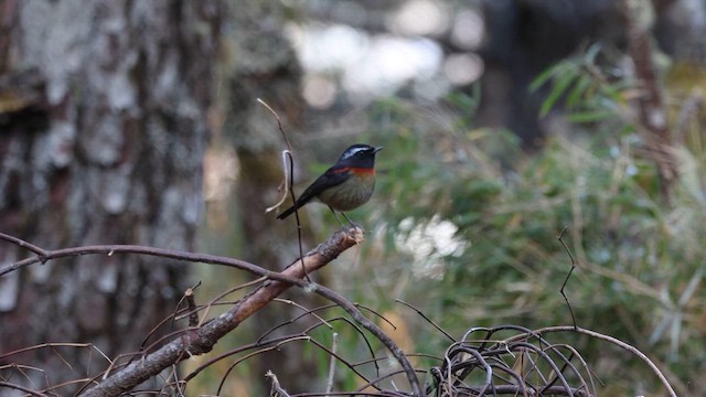 Collared Bush-Robin - ML646785396