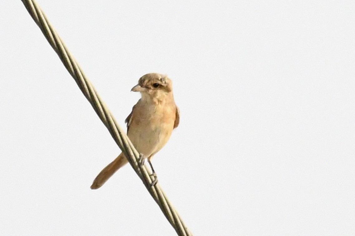 Isabelline Shrike - ML646785397
