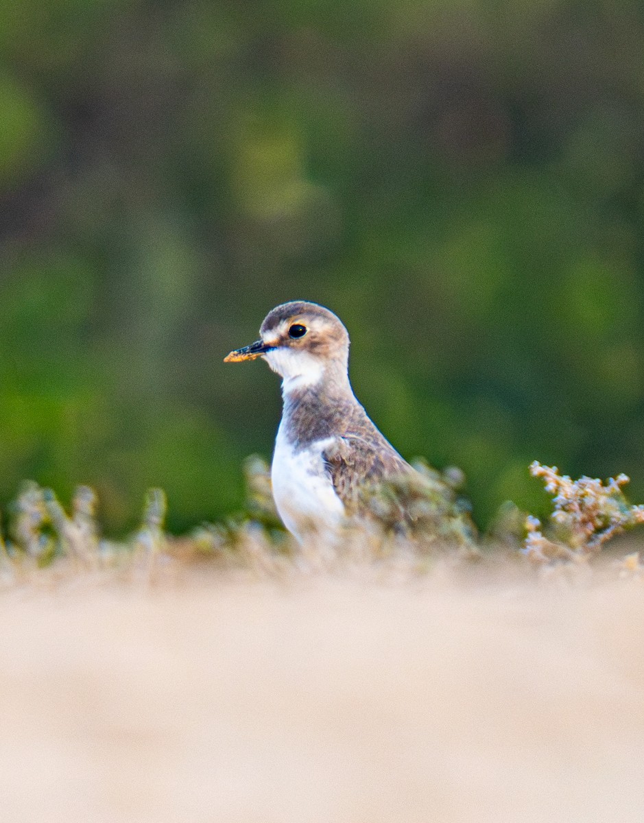 Wüstenregenpfeifer - ML646785398