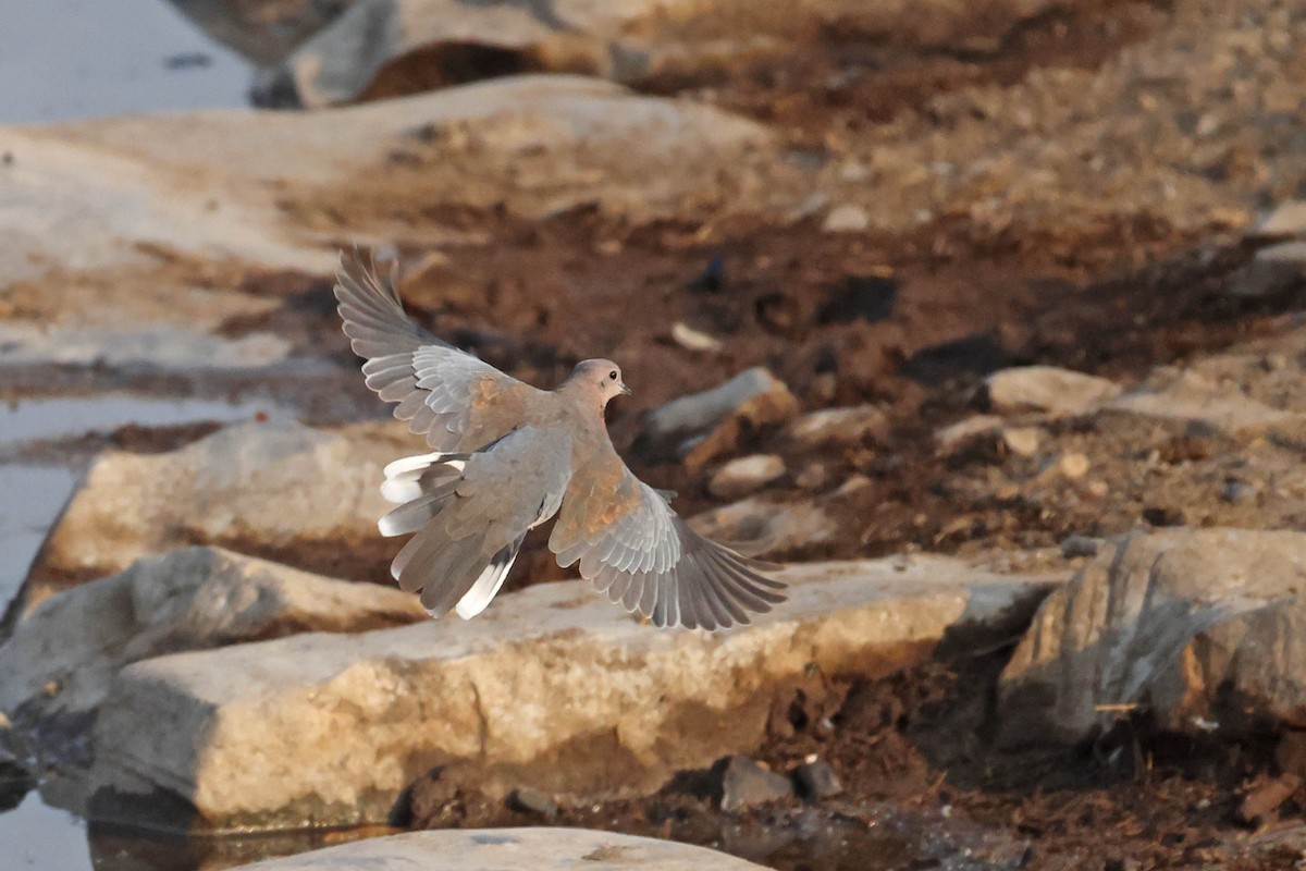 Горлиця мала - ML646785399