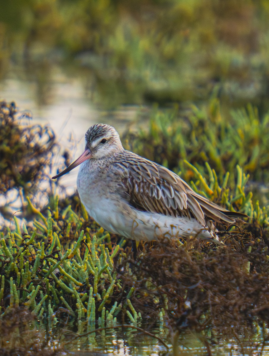 Bar-tailed Godwit - ML646785421