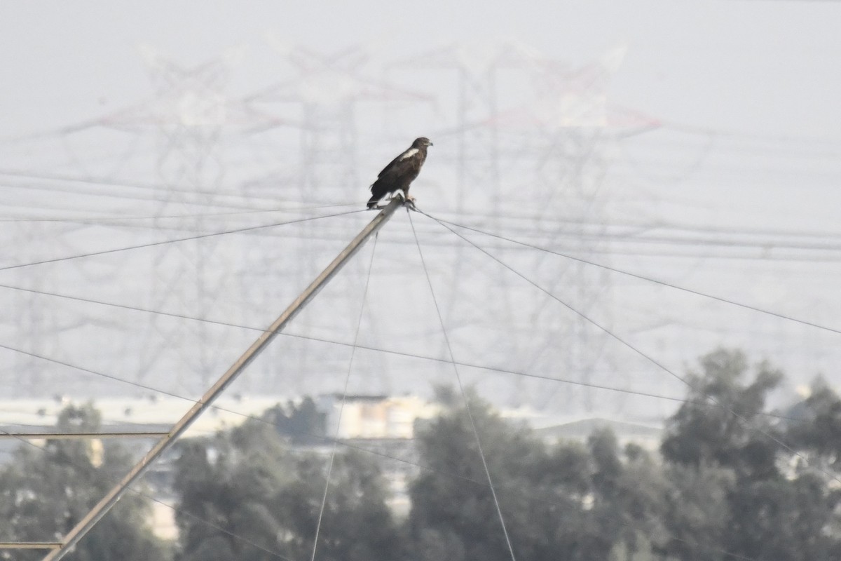 カラフトワシ - ML646785422