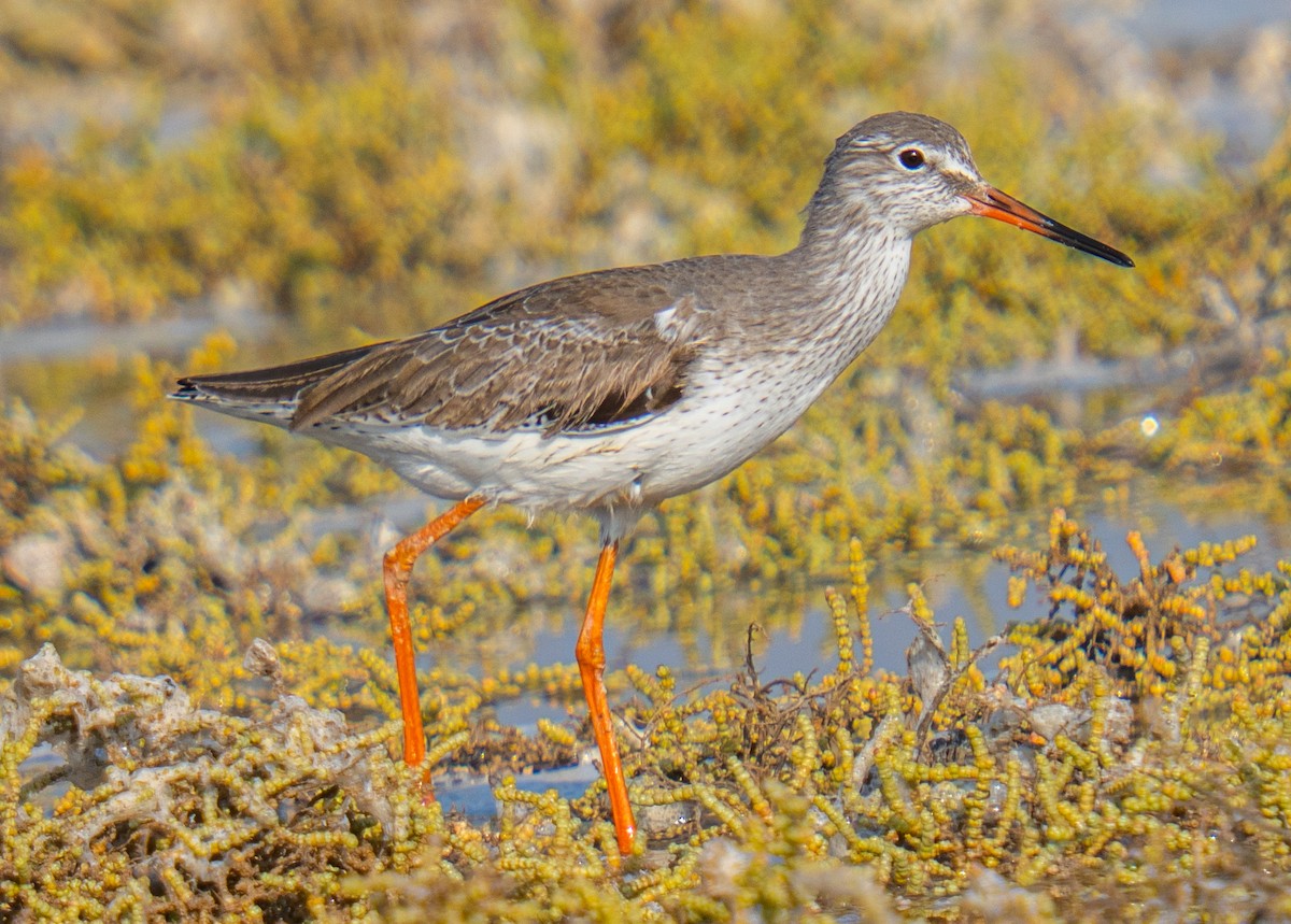 Common Redshank - ML646785432