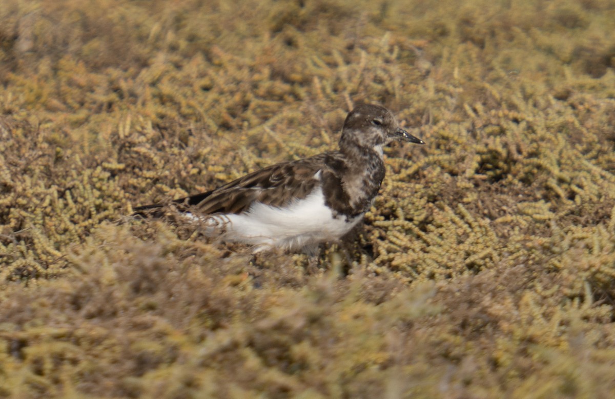 Ruddy Turnstone - ML646785434
