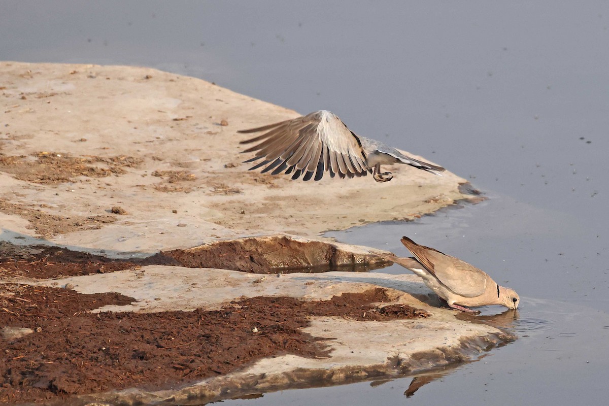 Горлиця південна - ML646785436