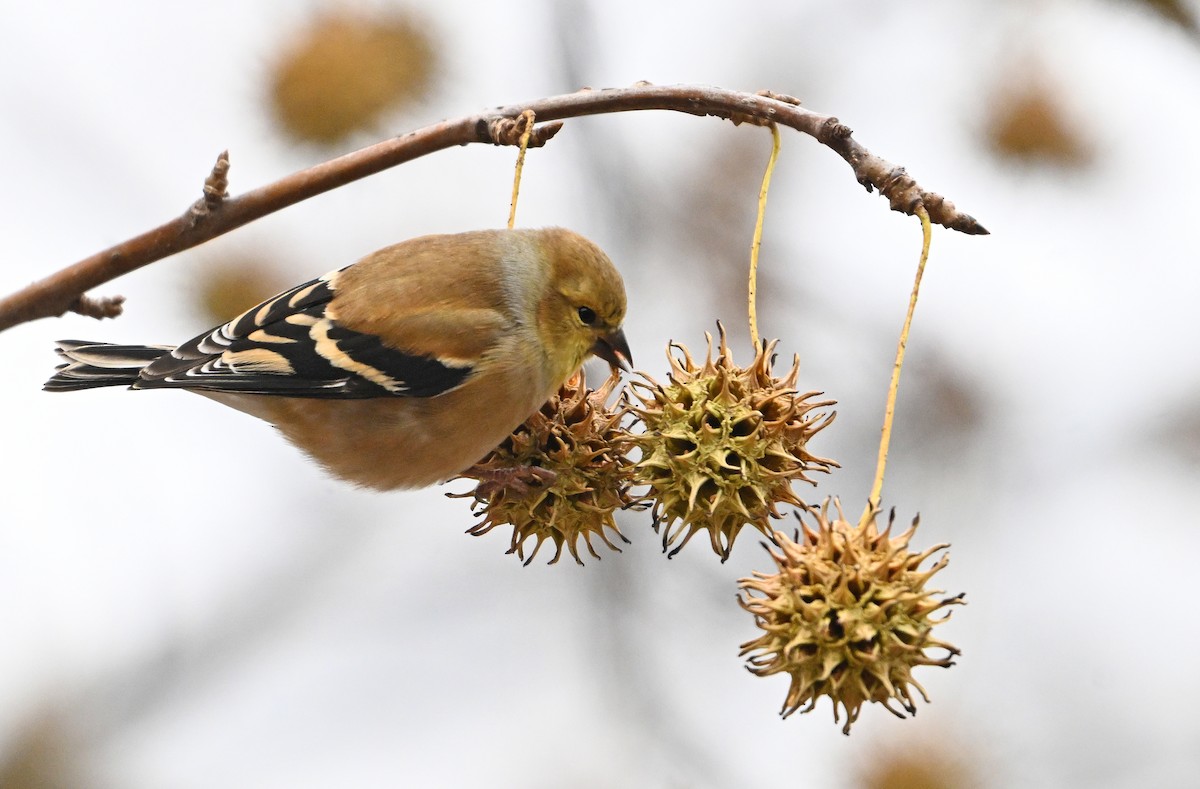 American Goldfinch - ML646785437