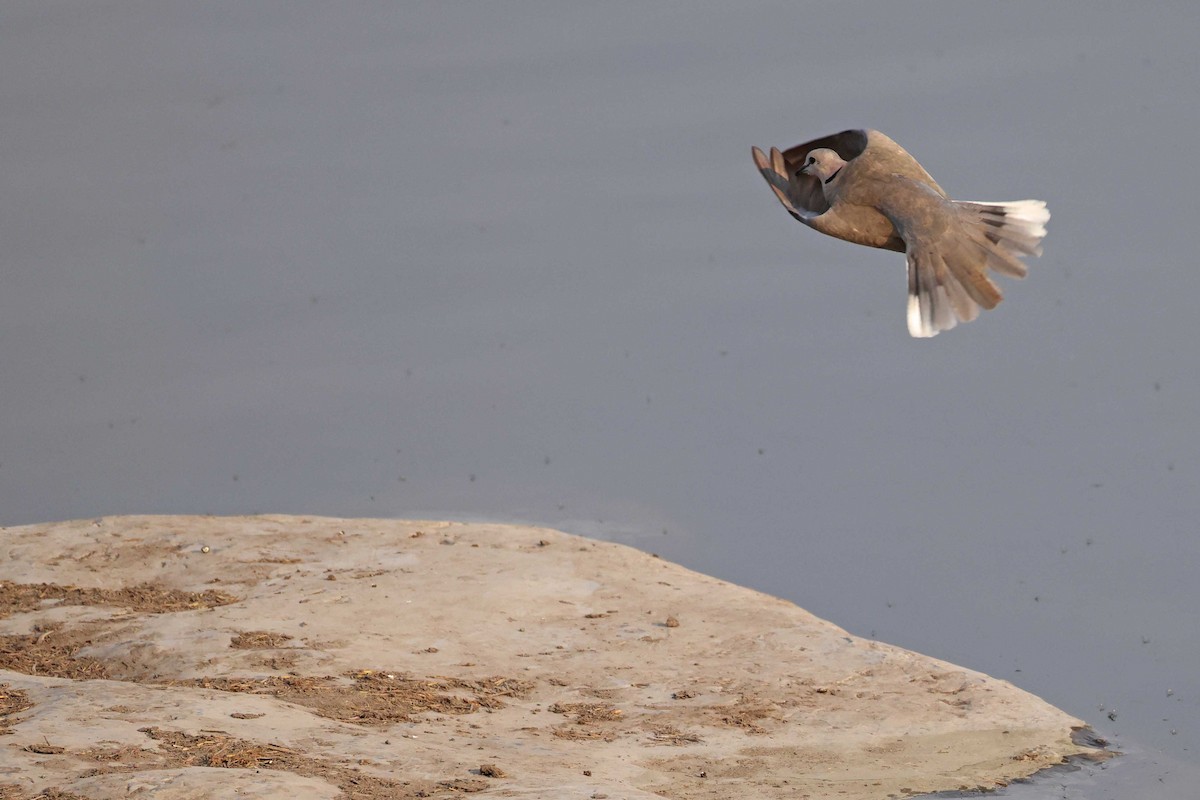 Горлиця південна - ML646785438