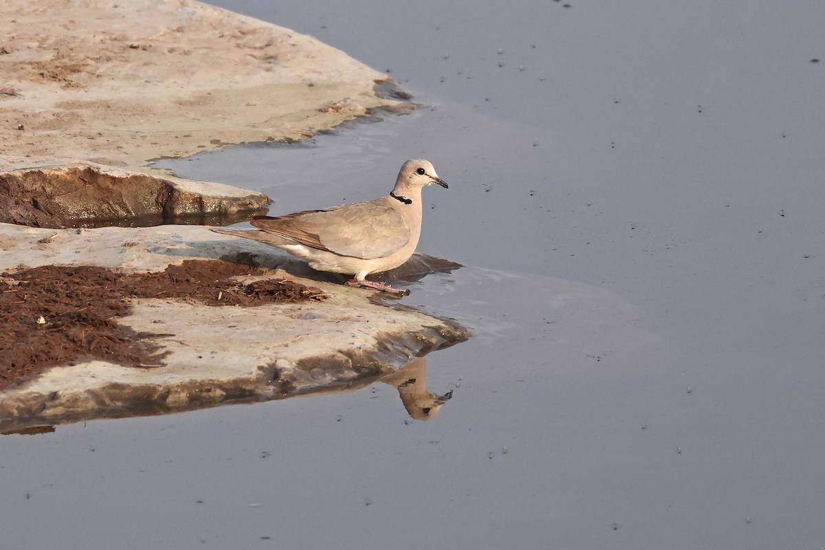 Горлиця південна - ML646785439