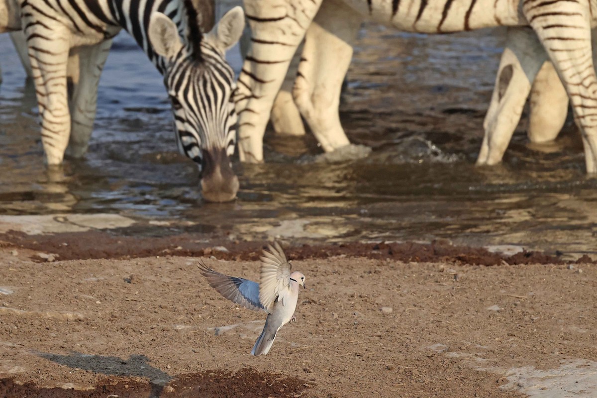 Горлиця південна - ML646785440