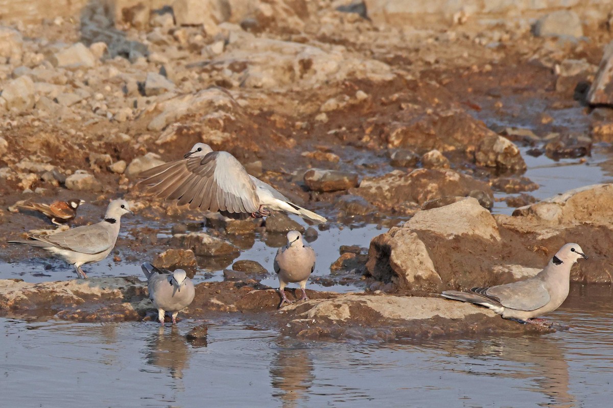Горлиця південна - ML646785441