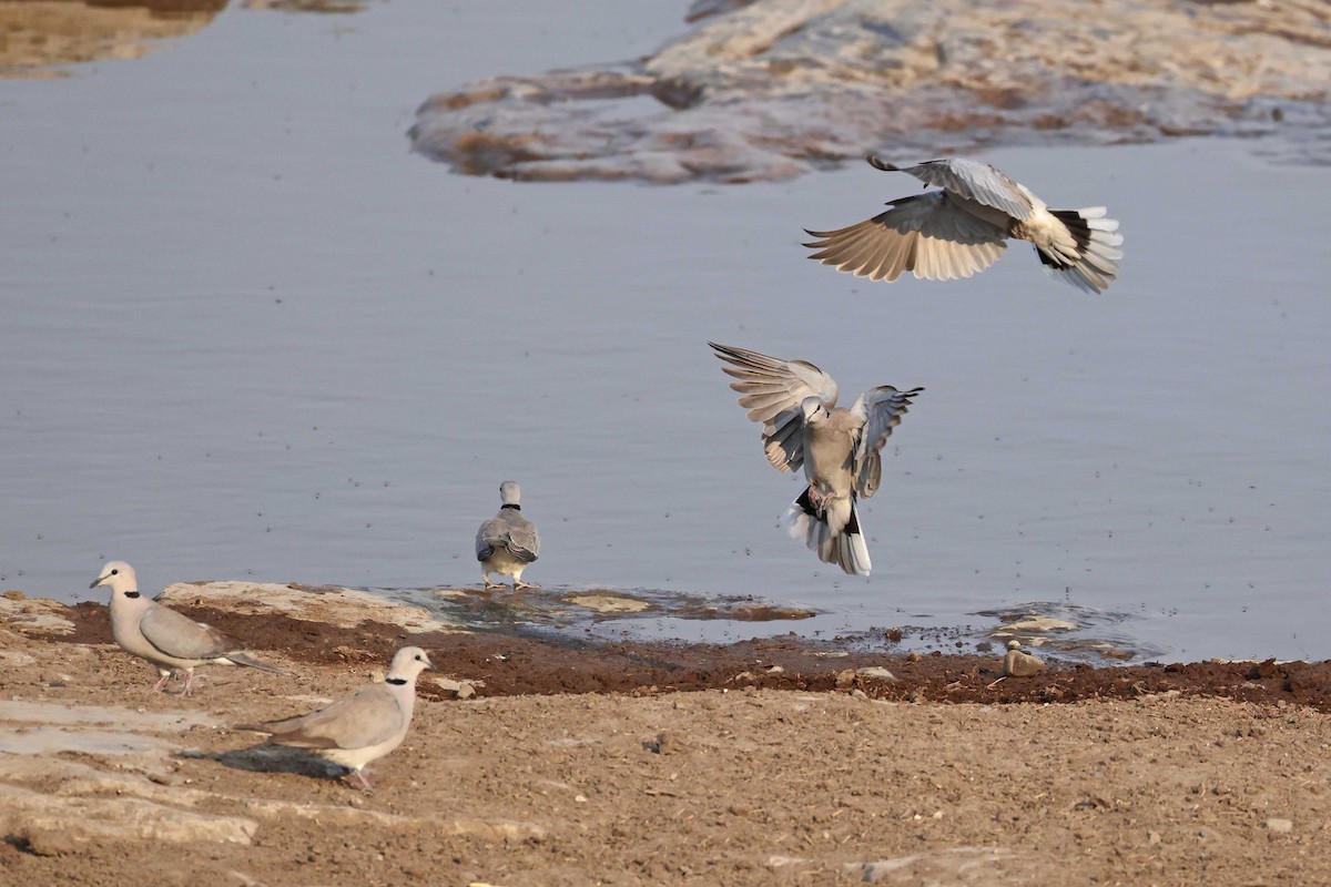 Горлиця південна - ML646785442