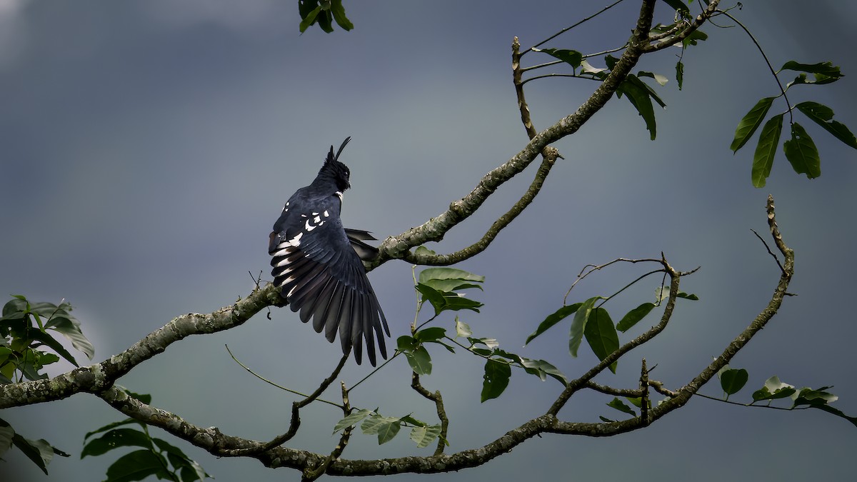 Black Baza - ML646785443