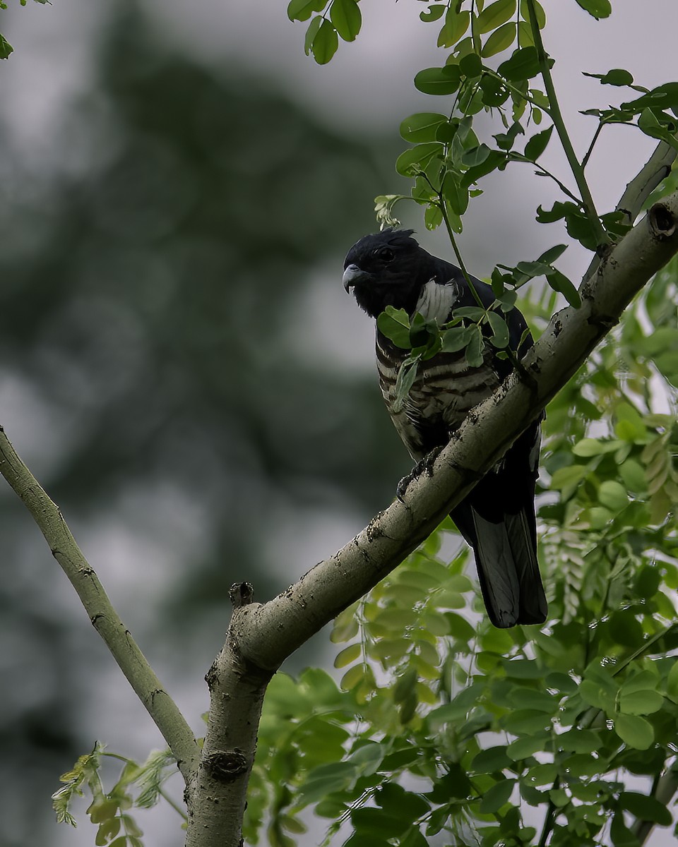 Black Baza - ML646785444