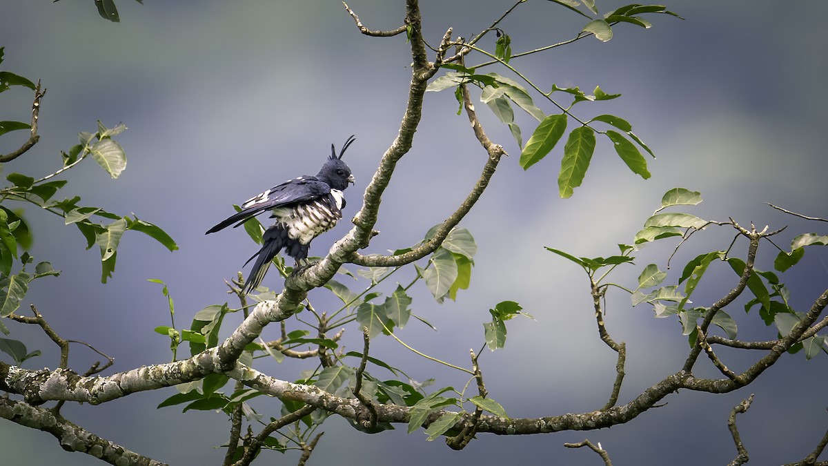 Black Baza - ML646785445