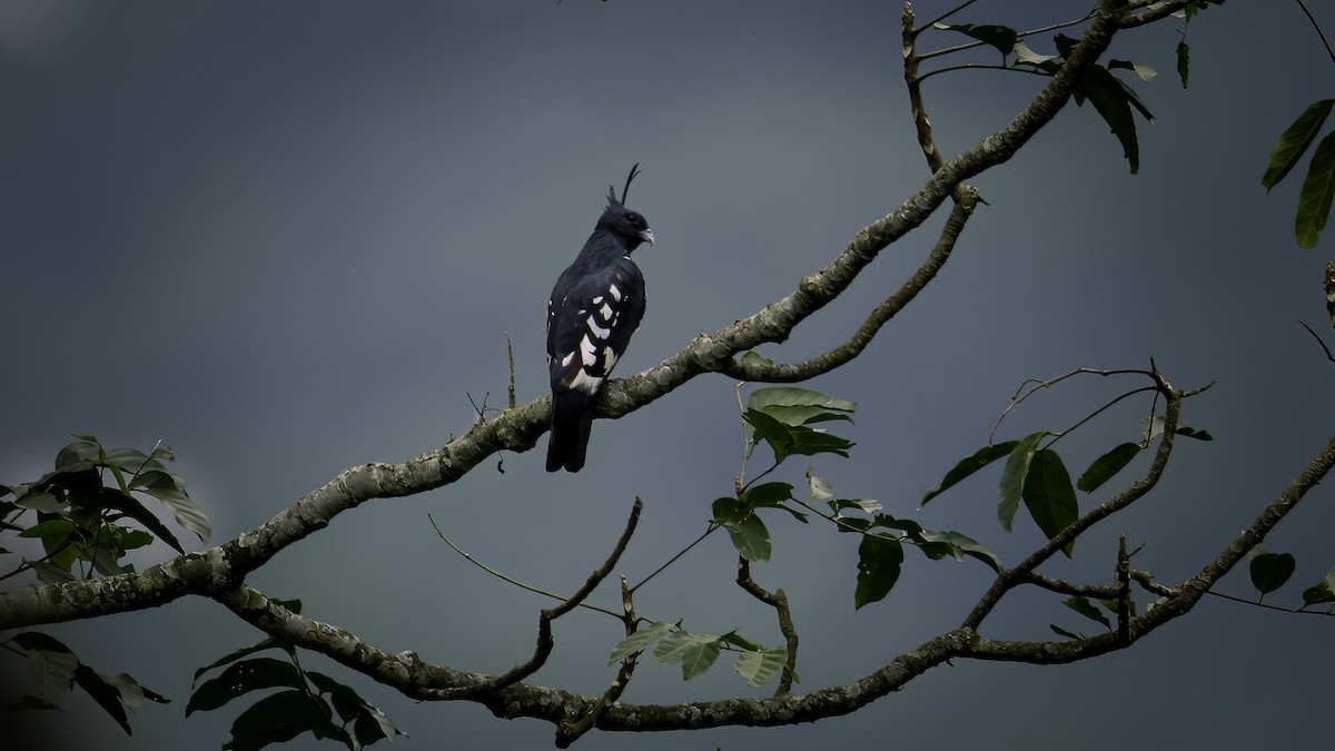 Black Baza - ML646785446