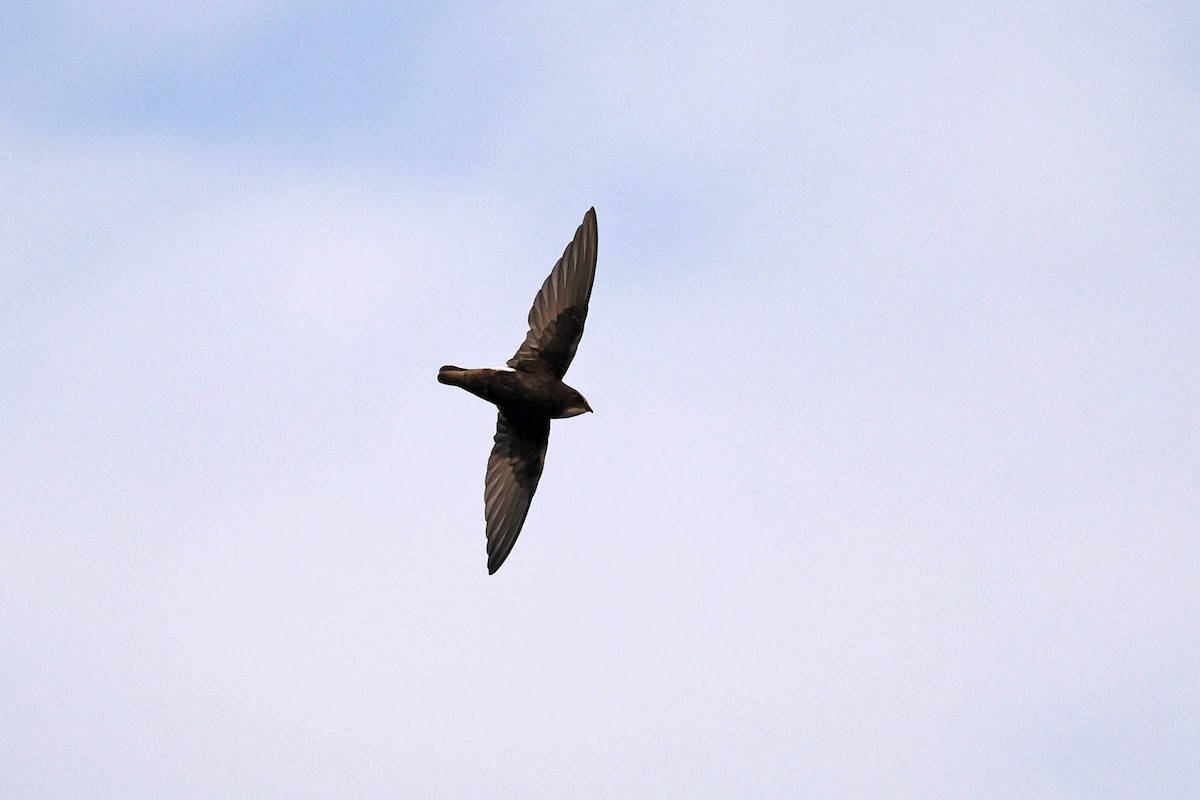 Серпокрилець малий - ML646785453