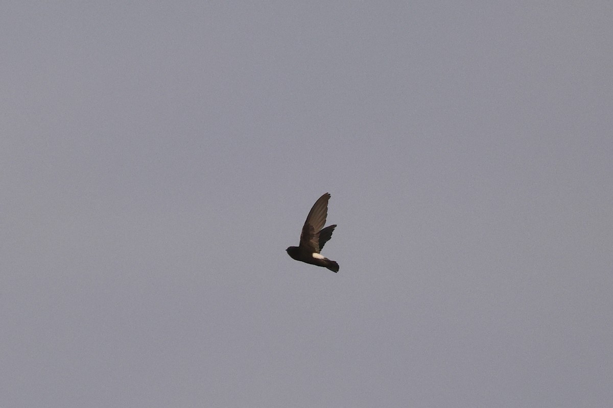 Серпокрилець малий - ML646785456