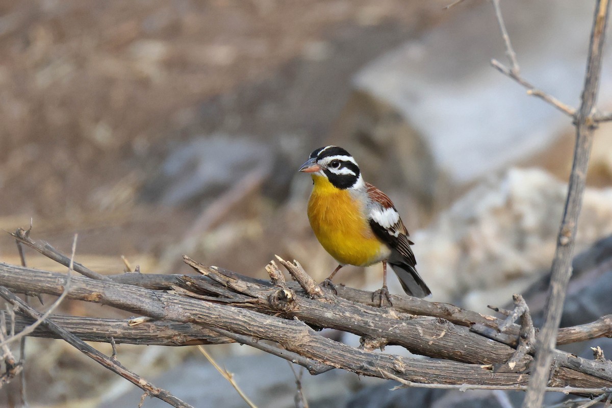 Вівсянка жовточерева - ML646785459