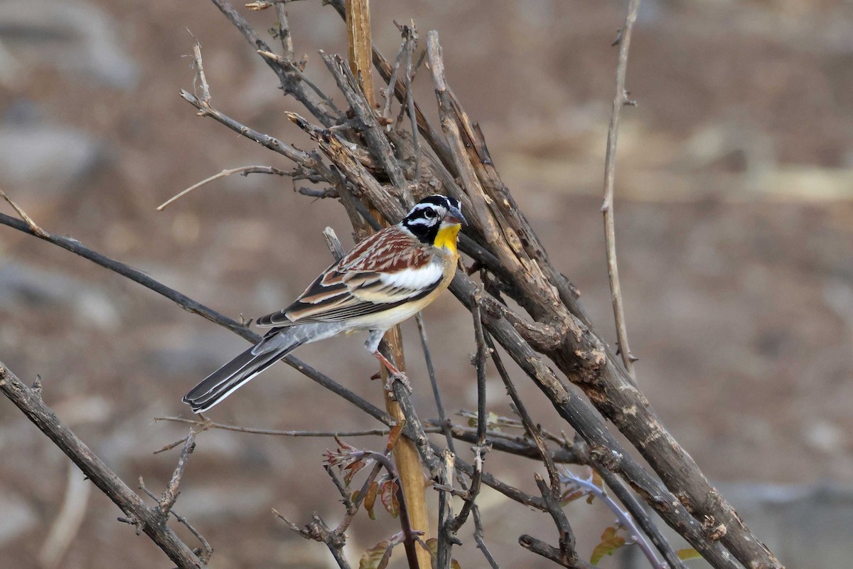 Вівсянка жовточерева - ML646785460