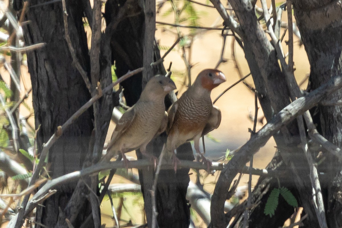 Red-headed Finch - ML646785461
