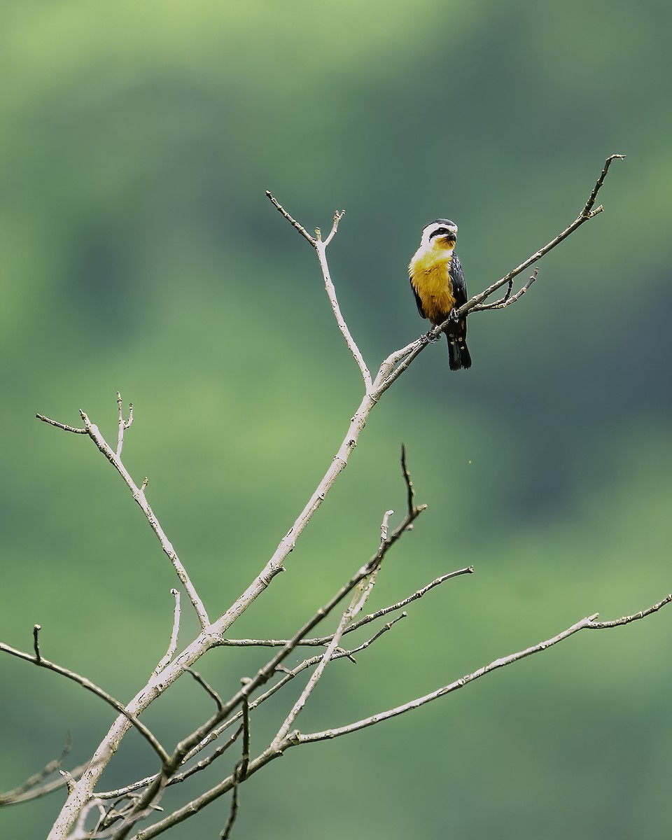 Collared Falconet - ML646785462