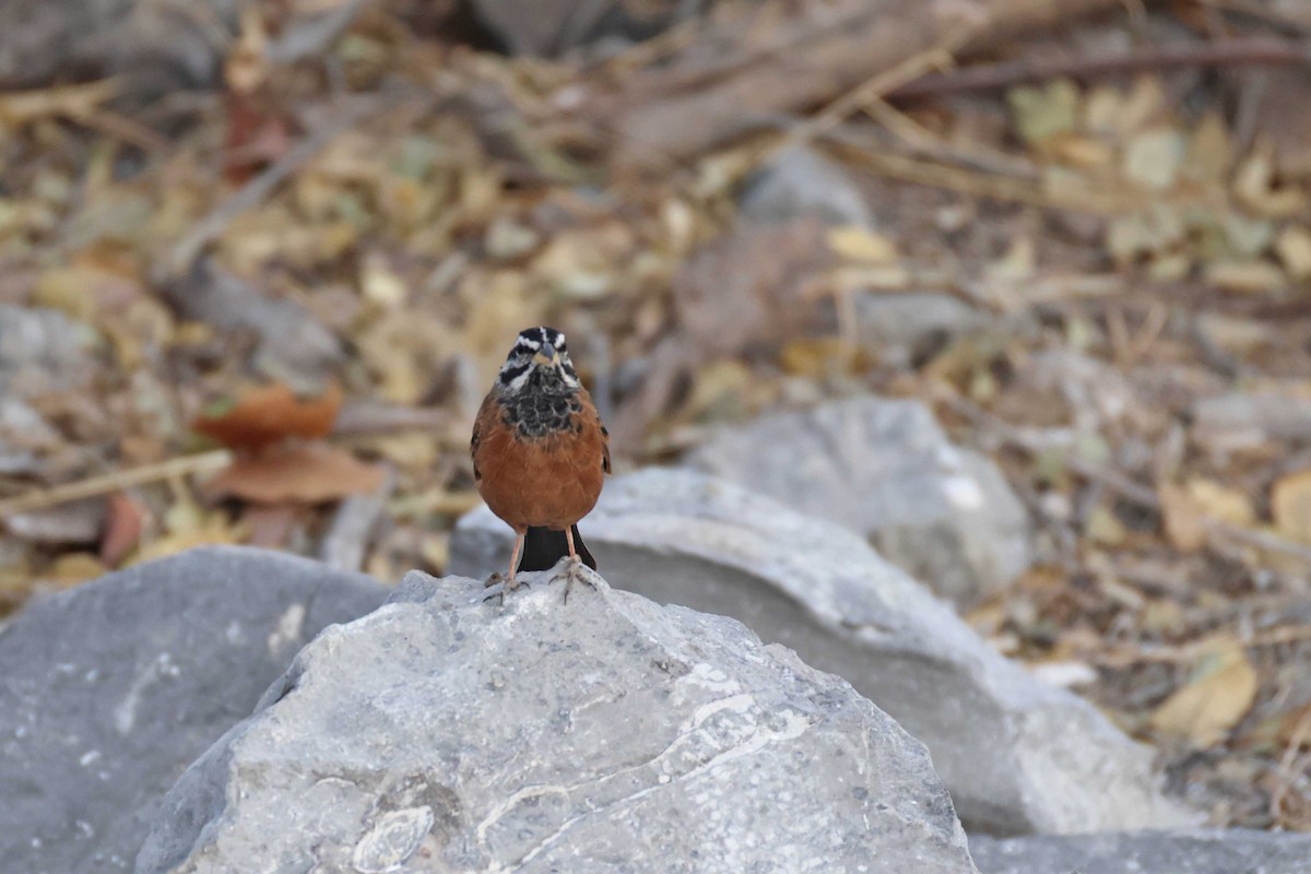 Вівсянка каштанова - ML646785466