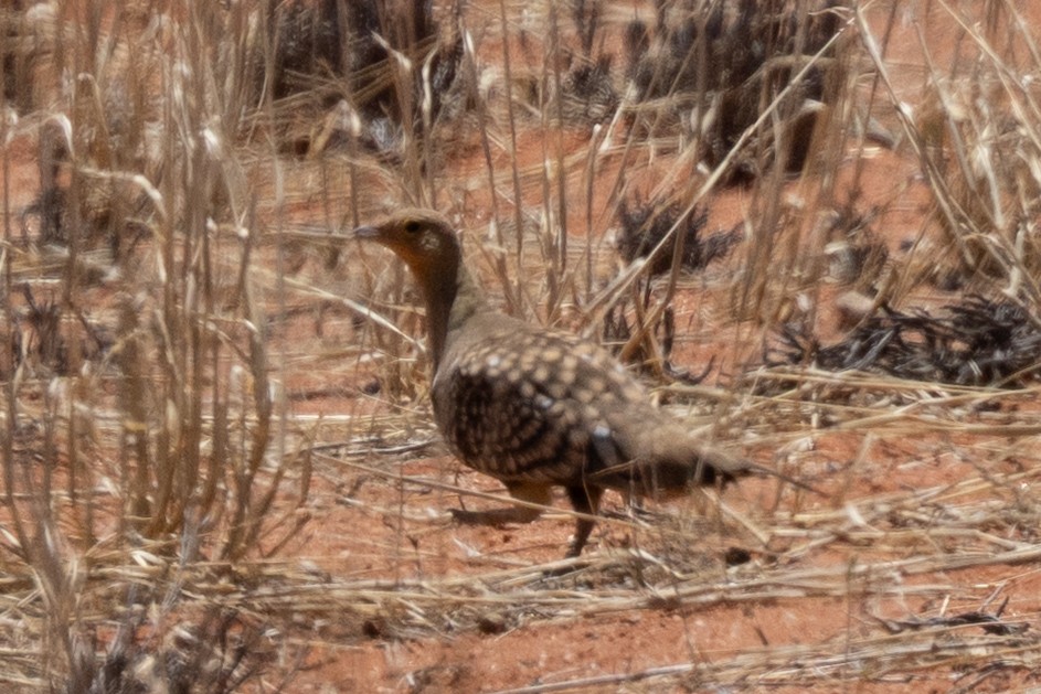 Namaqua Sandgrouse - ML646785469