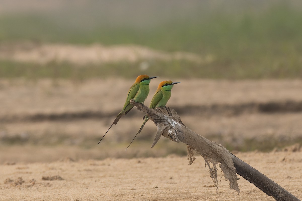 Asian Green Bee-eater - ML646785470