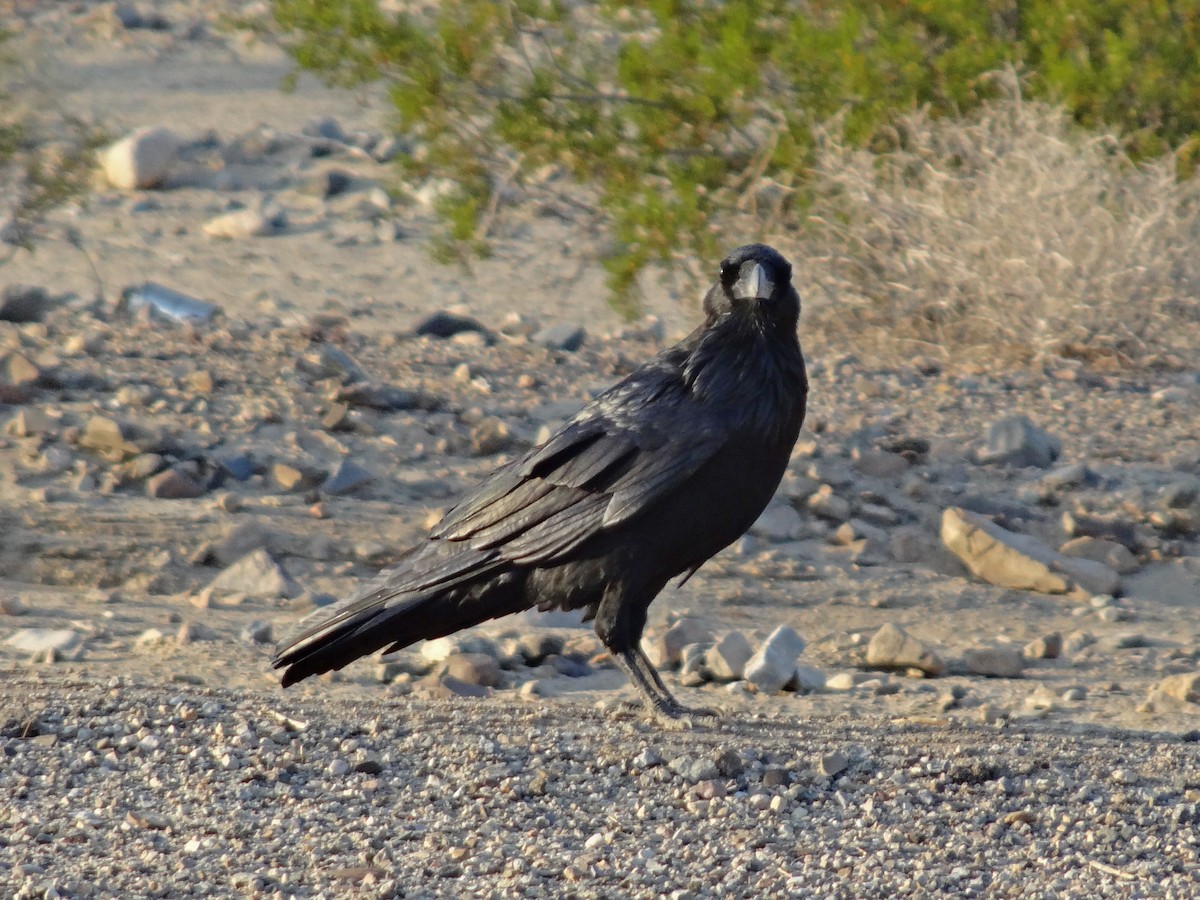 Common Raven - ML646785485