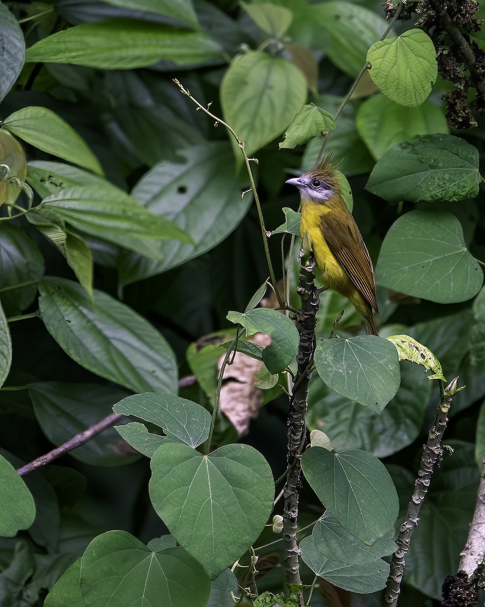 Bulbul flavéole - ML646785488