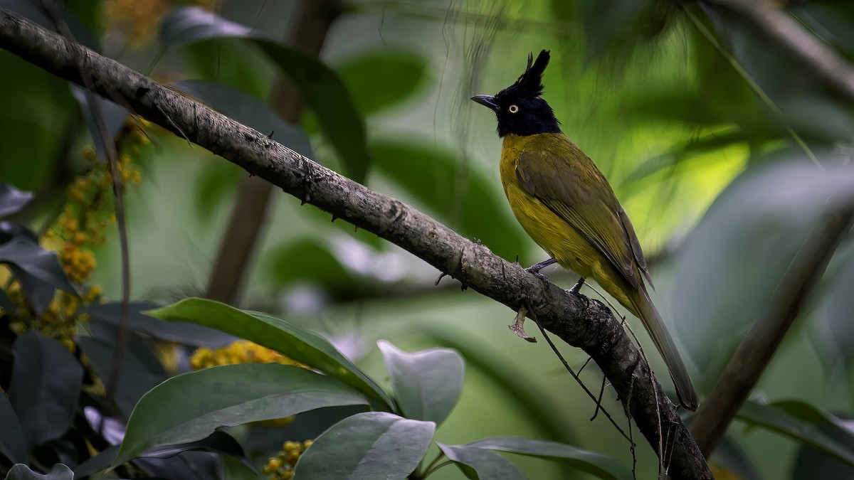 Black-crested Bulbul - ML646785492
