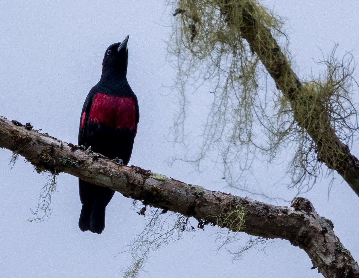 Oropéndola Consanguínea - ML646785496