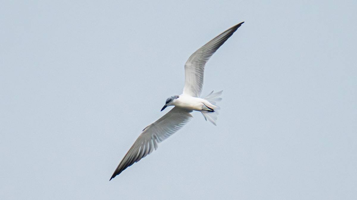 Gull-billed Tern - ML646785497