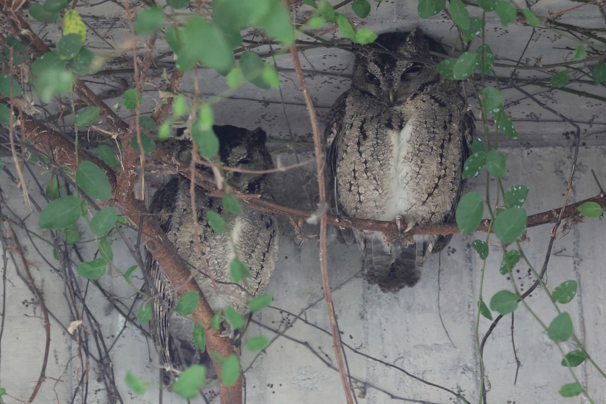 Ожереловая совка - ML646785498