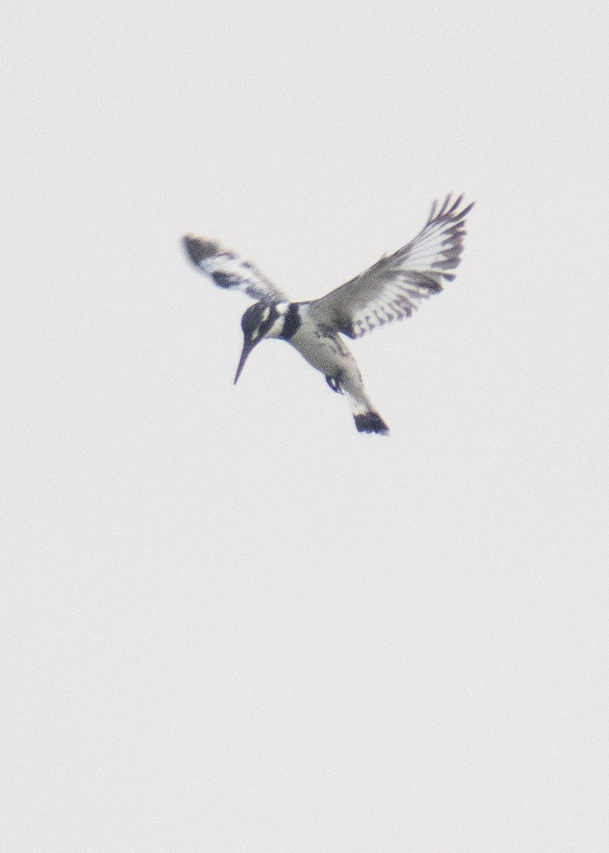 Pied Kingfisher - ML646785499