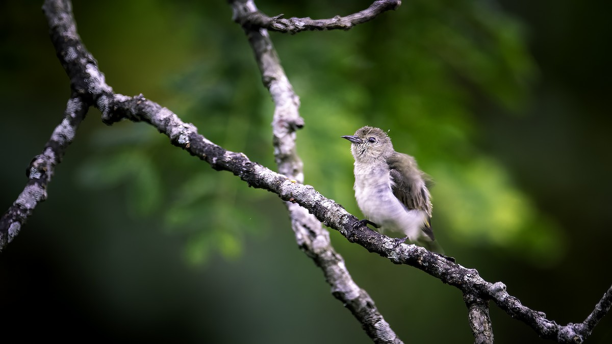 Plain Flowerpecker - ML646785500