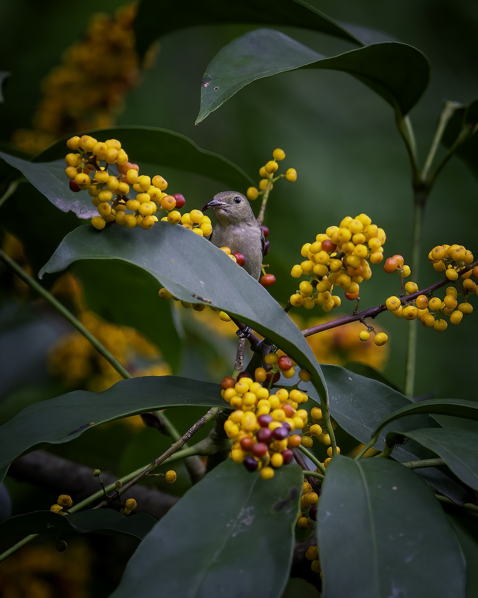 Plain Flowerpecker - ML646785501