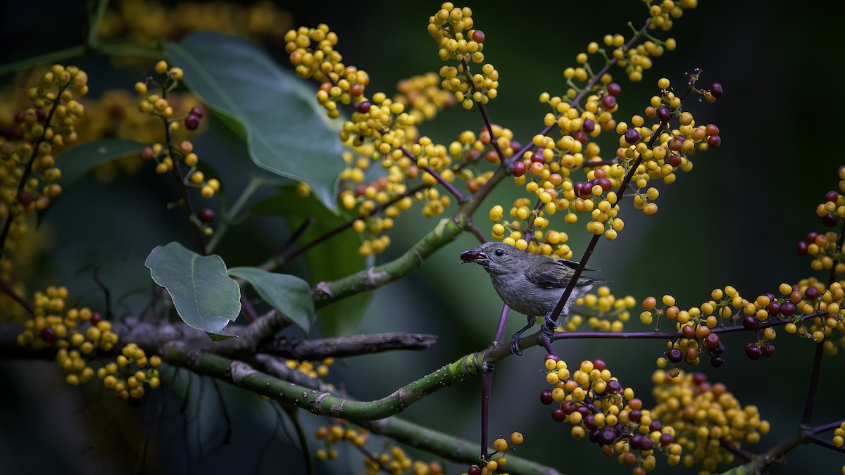 Plain Flowerpecker - ML646785502