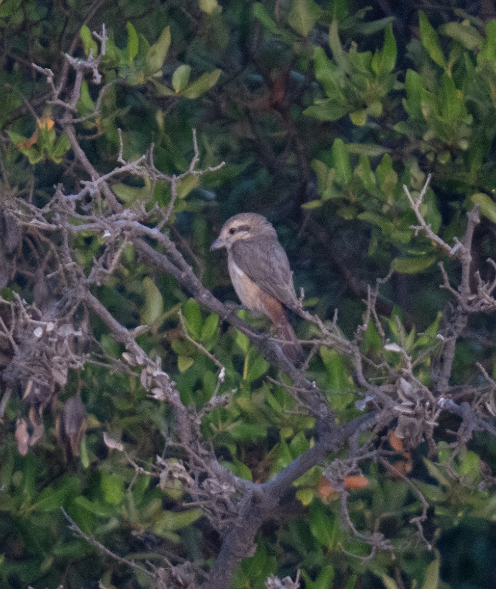 Red-tailed/Isabelline Shrike - ML646785503