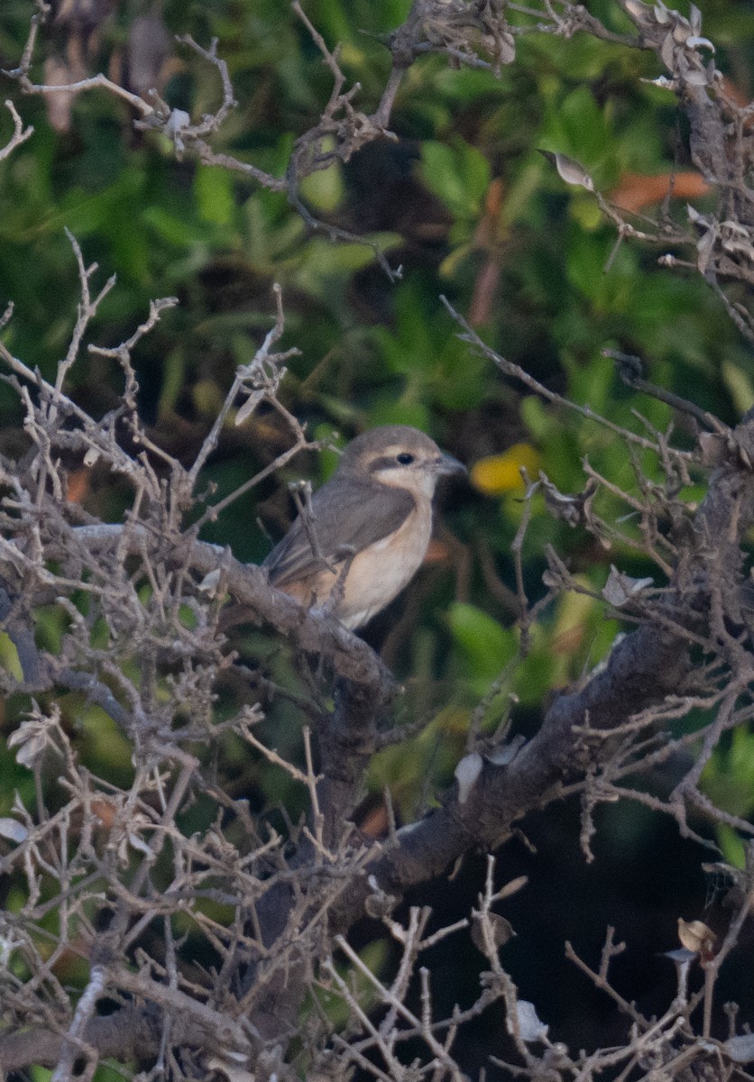 Red-tailed/Isabelline Shrike - ML646785504