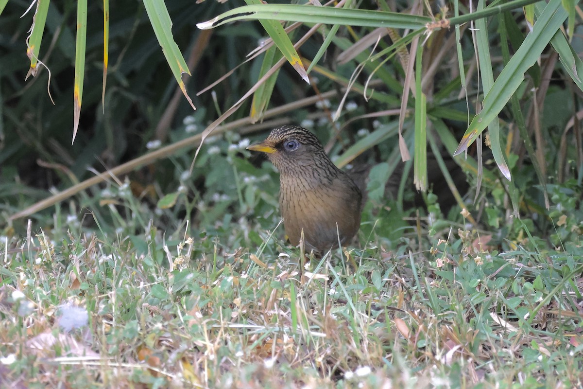 Тайваньская кустарница - ML646785505