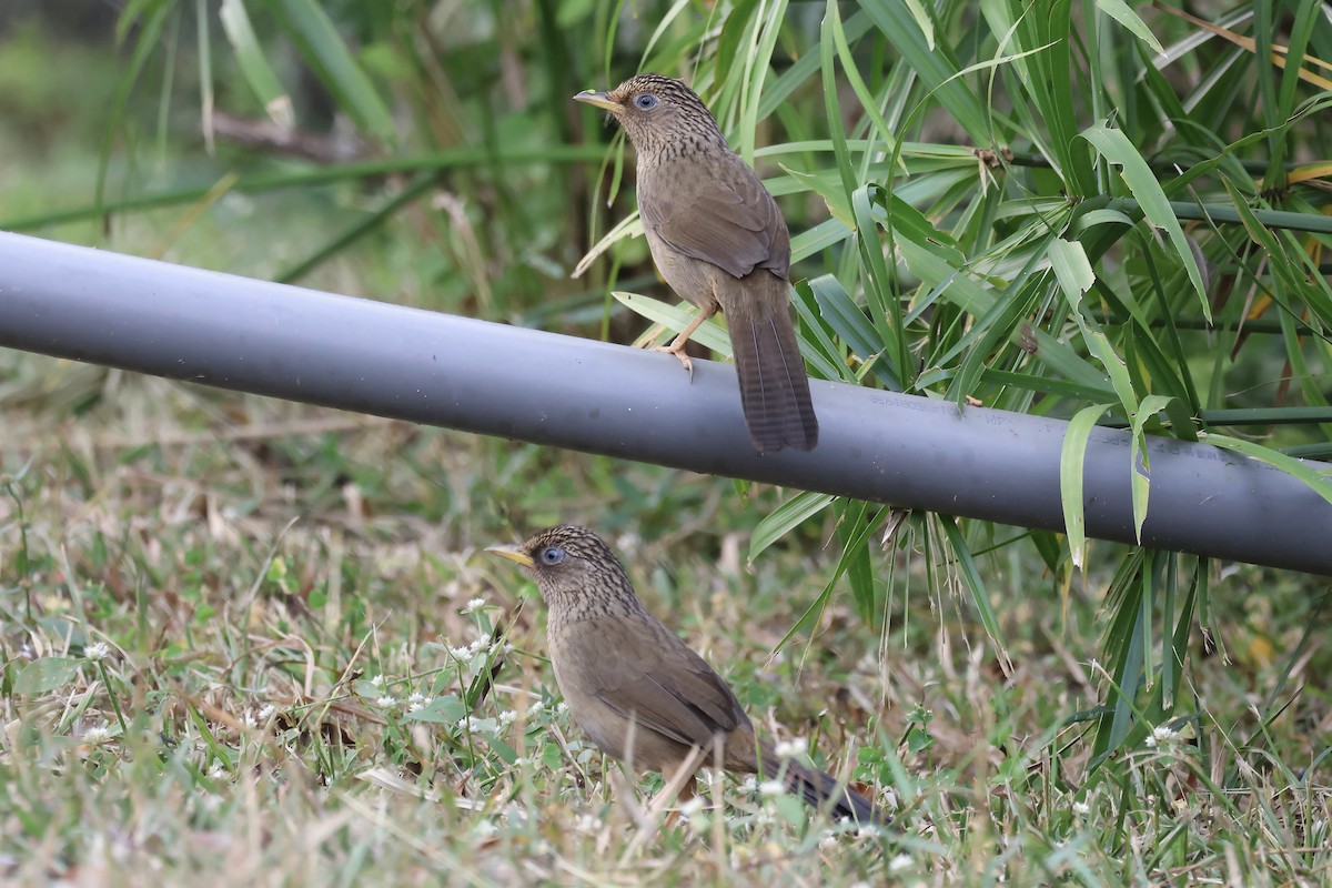 Тайваньская кустарница - ML646785506