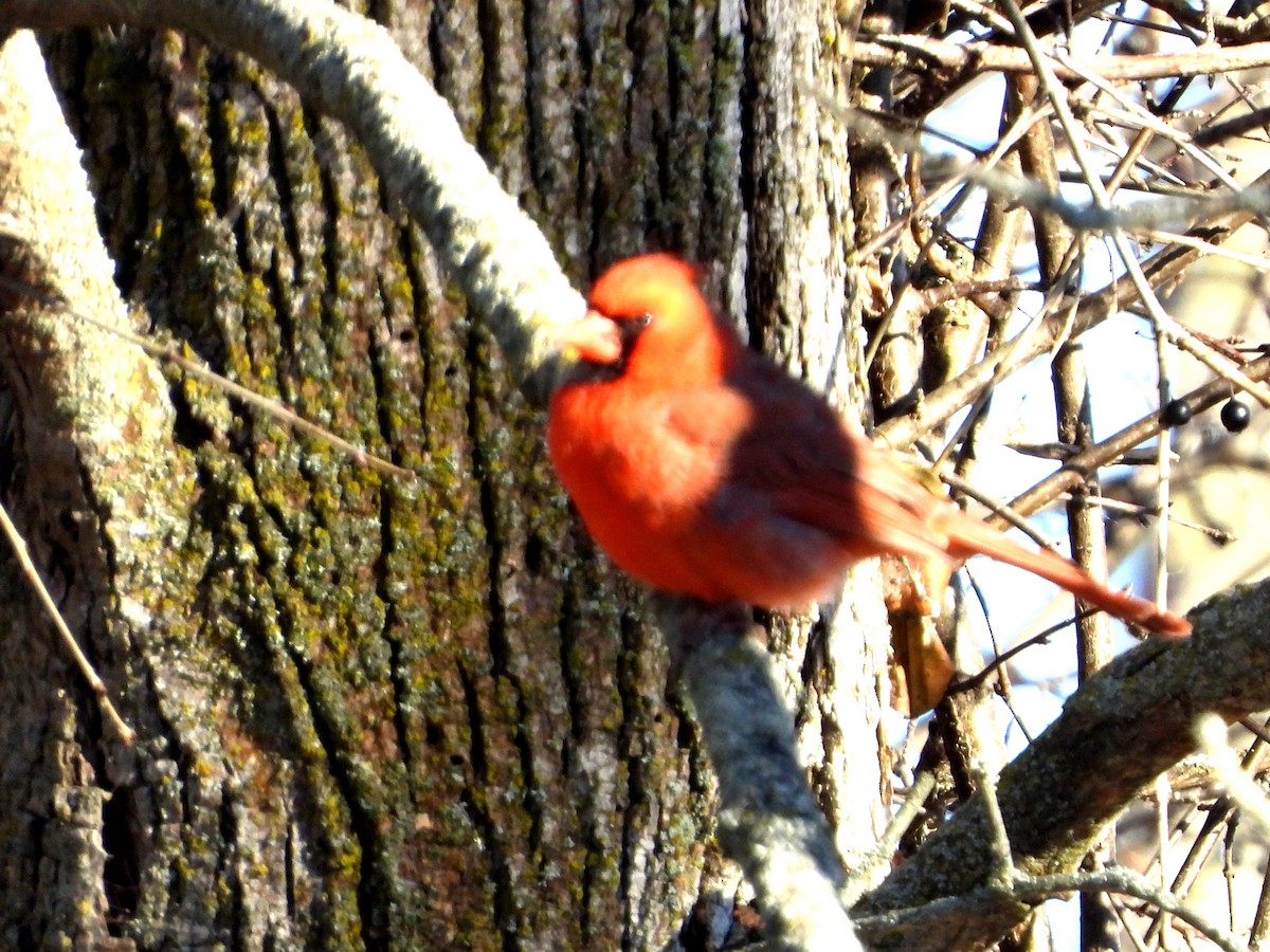 Northern Cardinal - ML646785507