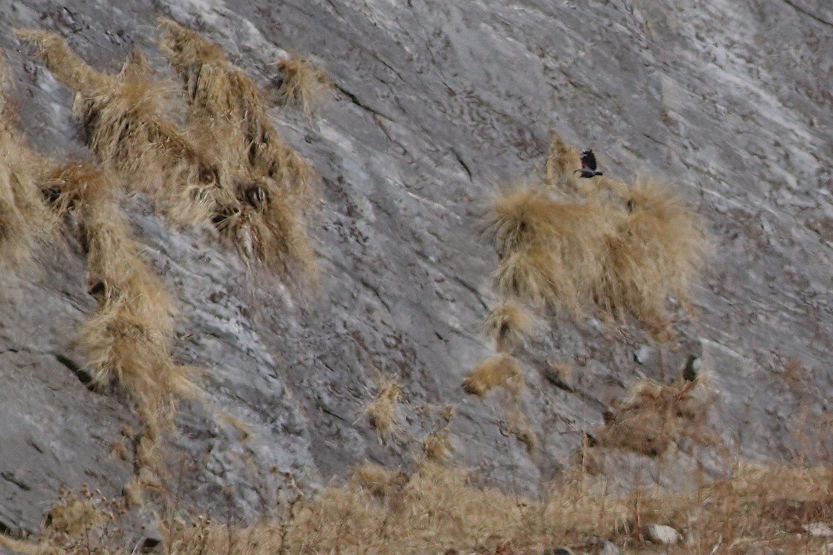 Wallcreeper - ML646785508