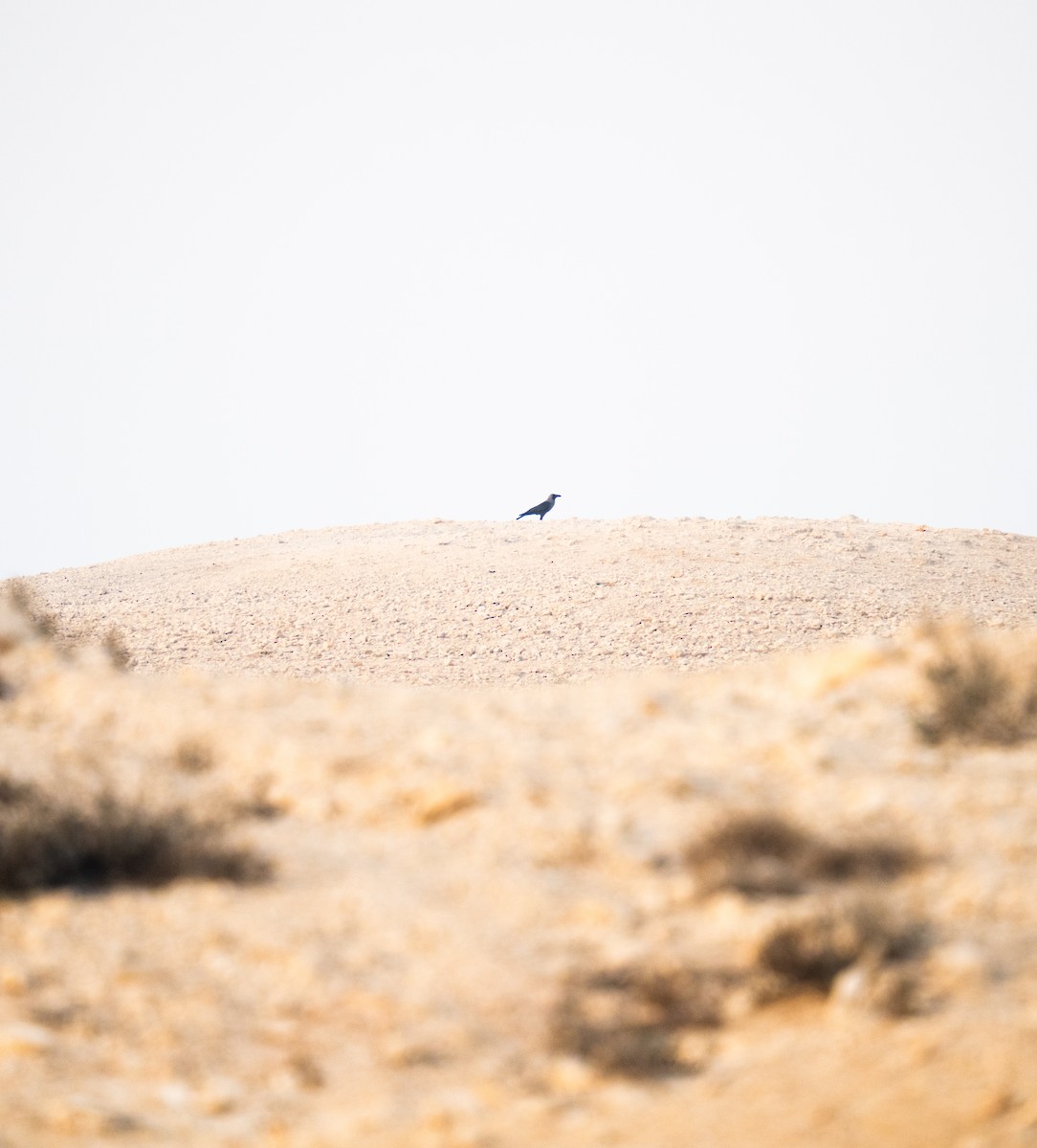 House Crow - ML646785509