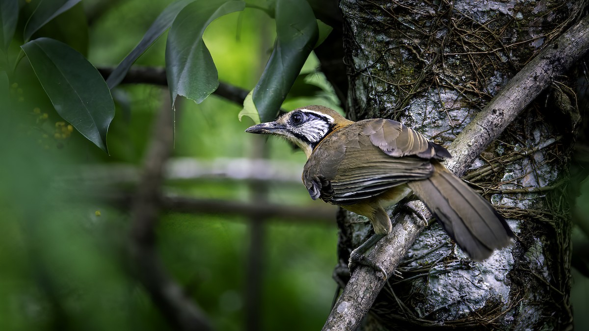 Greater Necklaced Laughingthrush - ML646785510